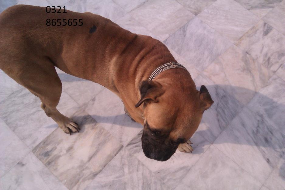  - dog for sell 2